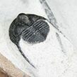 Onnia Trilobite With Occipital Spine #4092-5